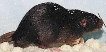 Comment Tuer Des Rats Dans Un Poulailler Lesnuisibles Com Comment Tuer Des Rats Dans Un Poulailler Lesnuisibles Com