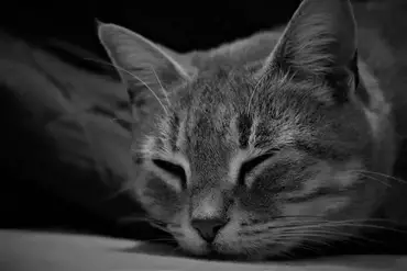 Comment Savoir Si Mon Chat A Des Puces Lesnuisibles Com