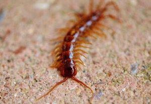 La Scolopendre Mille Pattes De Maison Est Elle Dangereuse La Scolopendre Mille Pattes De Maison Est Elle Dangereuse