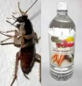 Le Vinaigre Blanc Contre Les Cafards Lesnuisibles Com