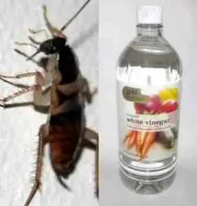 Insecte Ressemblant Au Cafard Blatte Lesnuisibles Com Insecte Ressemblant Au Cafard Blatte Lesnuisibles Com