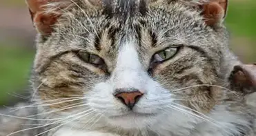 Comment Savoir Si Mon Chat A Des Puces Lesnuisibles Com Comment Savoir Si Mon Chat A Des Puces Lesnuisibles Com