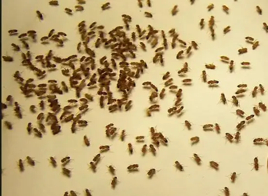 Comme beaucoup d'insectes, la mouche va être incommodée par des odeurs fortes : Produit Anti Mouche Pour Facade Lesnuisibles Com
