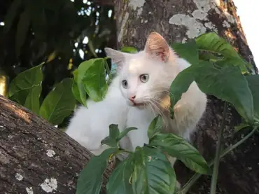 Comment Enlever Les Puces D Un Chat Naturellement Lesnuisibles Com