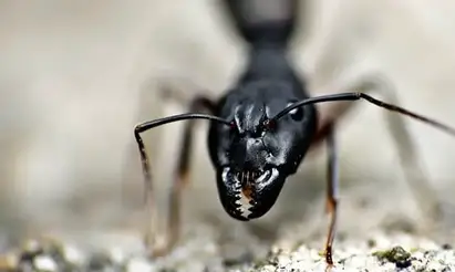 Les fourmis charpentières sont des petites bêtes nocturnes. Invasion De Fourmis Minuscules Tout Savoir Sur Les Petites Fourmis Noires