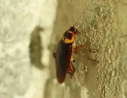 Insecte Ressemblant Au Cafard Blatte Lesnuisibles Com Insecte Ressemblant Au Cafard Blatte Lesnuisibles Com