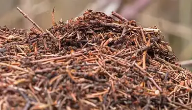 comment detruire un nid de fourmis dans le jardin naturellement