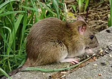 Les Souris Sont Elles Dangereuses Lesnuisibles Com Les Souris Sont Elles Dangereuses Lesnuisibles Com